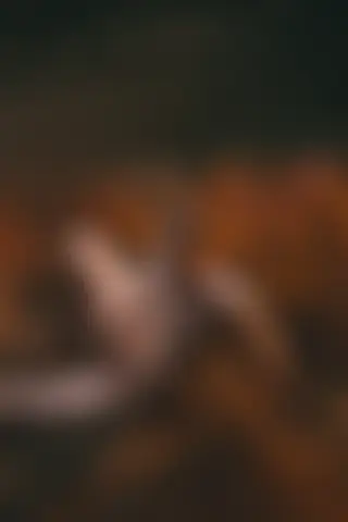 Locked photo 18